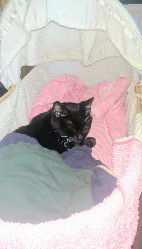 cat in a cot