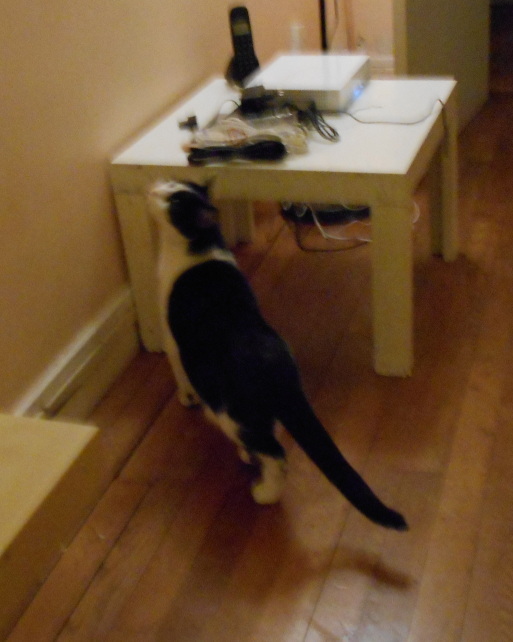 Neighborhood Cat scent-marking a low white table