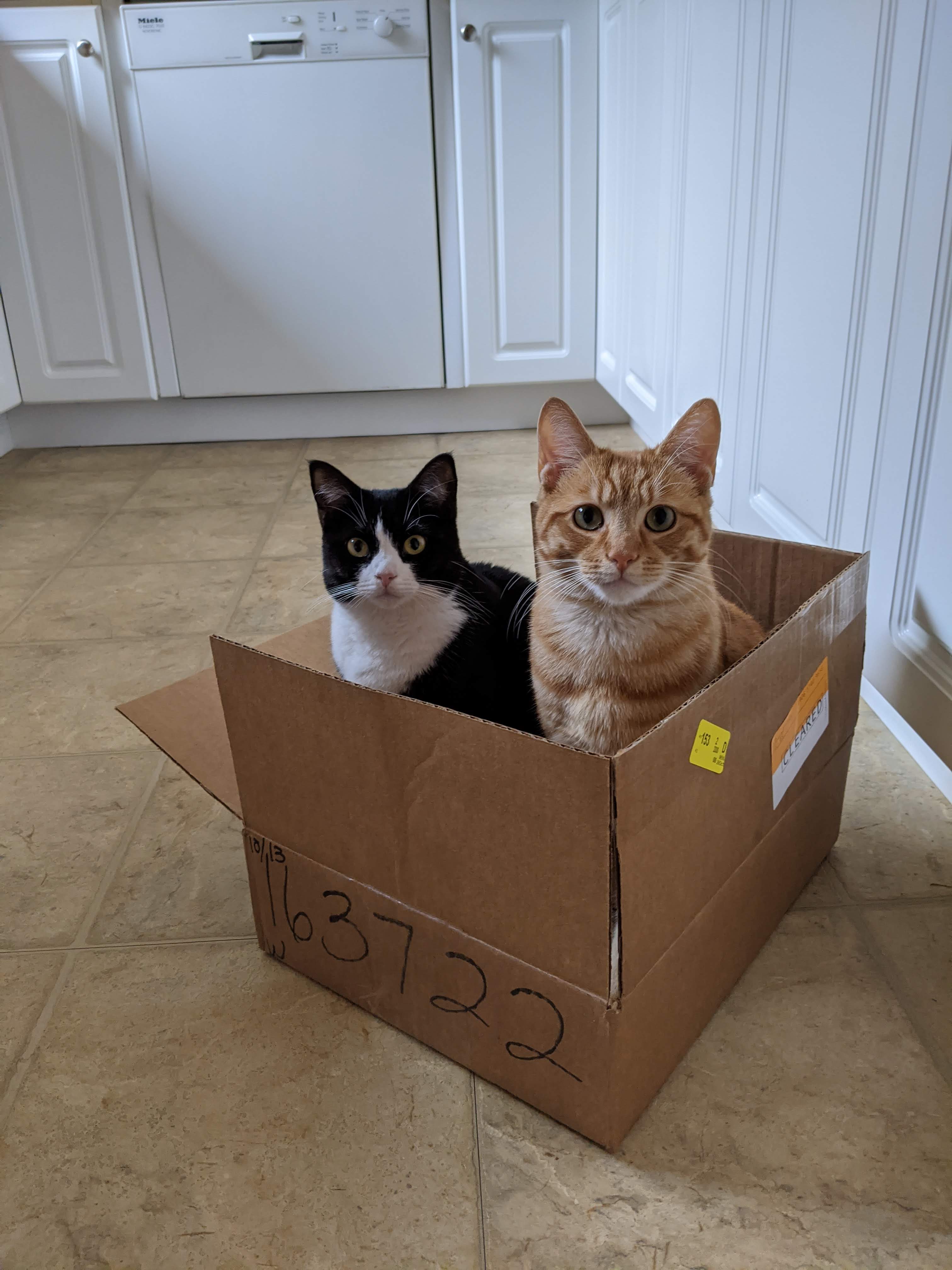 Cats Agnes and Lloyd sitting in a box